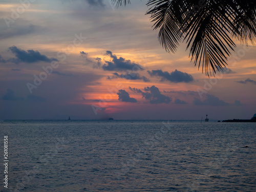 Silhouette of palm trees at sunset and multicolored clouds. Koh Phangan Thailand © alexkazachok