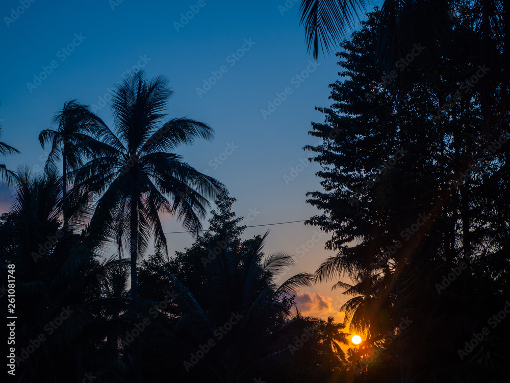 Fototapeta premium Silhouette of palm trees at sunset and multicolored clouds. Koh Phangan Thailand