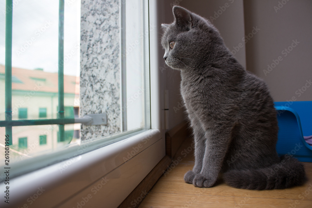 Naklejka premium cat british window