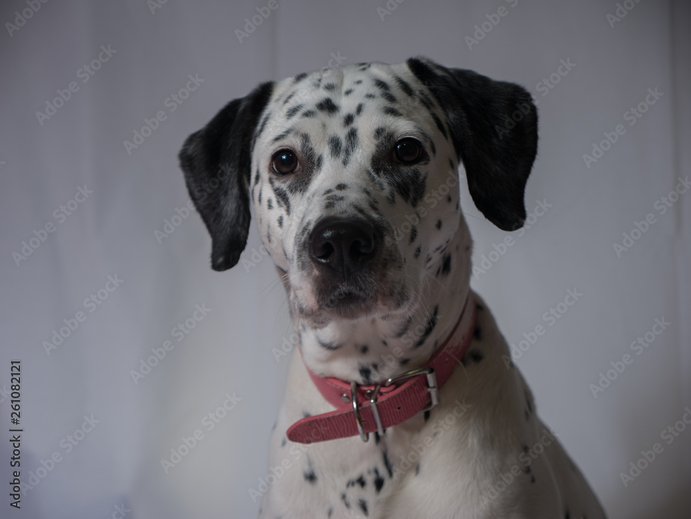 portrait dog pink collar