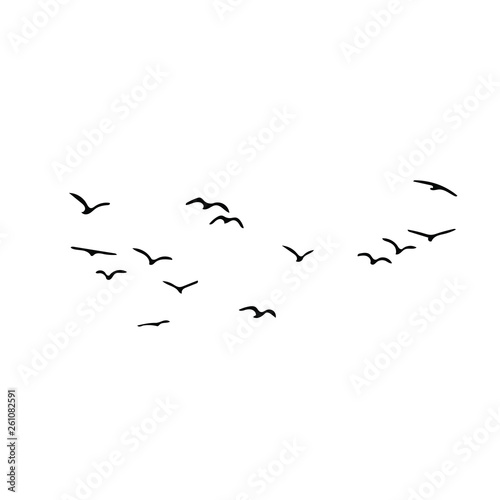 Birds