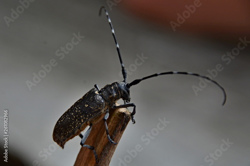 Cerambyx cerdo - Detail of longhorn beetle © aggata