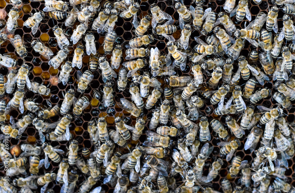 A dense cluster of swarms of bees in the nest. Working bees, drones and uterus in a swarm of bees. Honey bee. Accumulation of insects. A dense cluster of swarms of bees in the nest. Working bees, drones and uterus in a swarm of bees. Honey bee. Accumulation of insects.