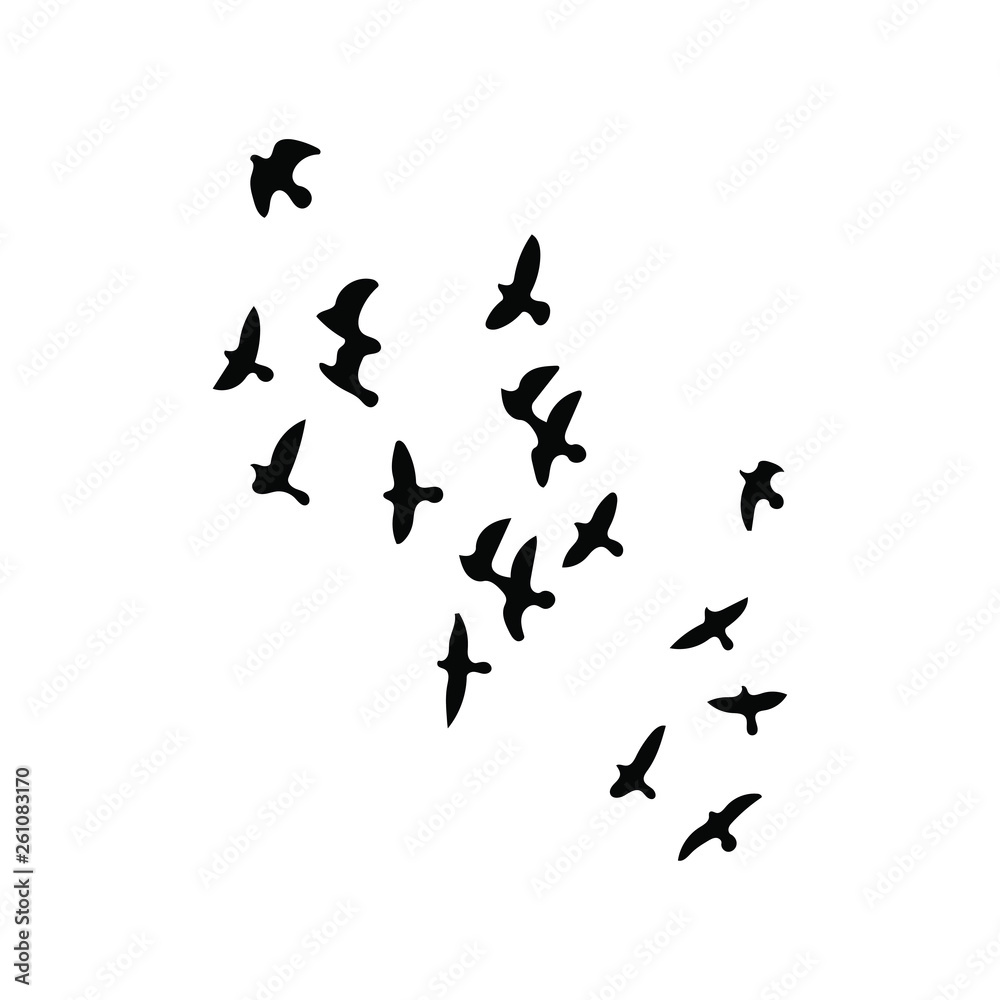 Birds Birds