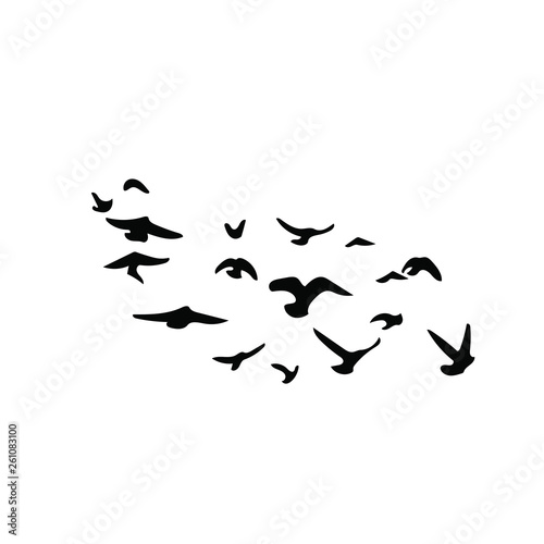 Birds