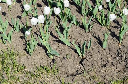 A flower bed with white tulips. White tulips, bulbous plants. White flowers photo