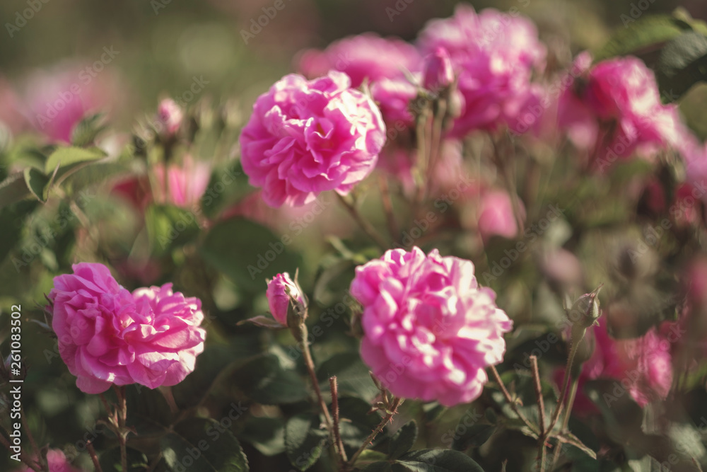 A bush of Pink roses in sunset backlight