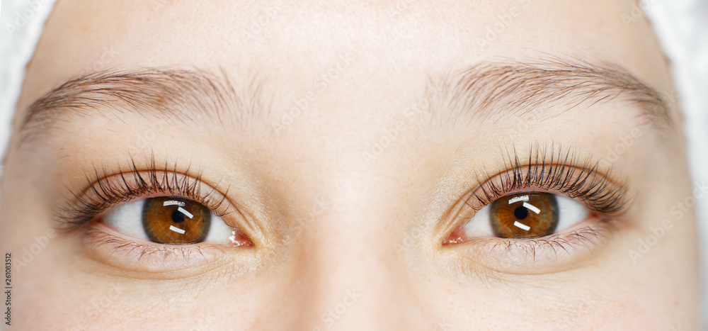 Obraz premium Close up view of beautiful female brown eyes with long natural lashes. Eyelash extension procedure. Natural eyebrows. Good vision, contact lenses. Eye health care.