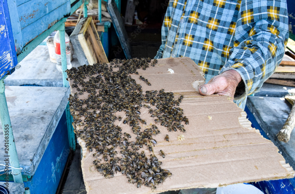 A large congestion of bees on a sheet of cardboard. Swarming of the bees. Honey bee. A large congestion of bees on a sheet of cardboard. Swarming of the bees. Honey bee.
