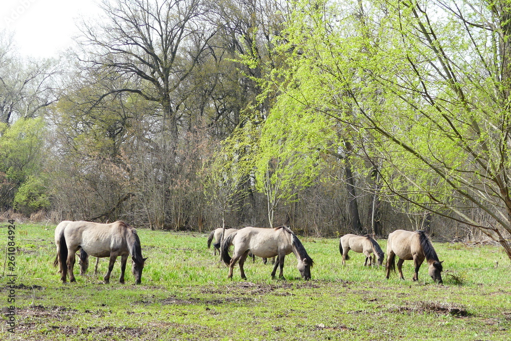 Konik Pferde Konik Pferde