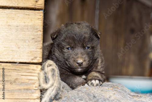 Cute little puppy in a doghouse.