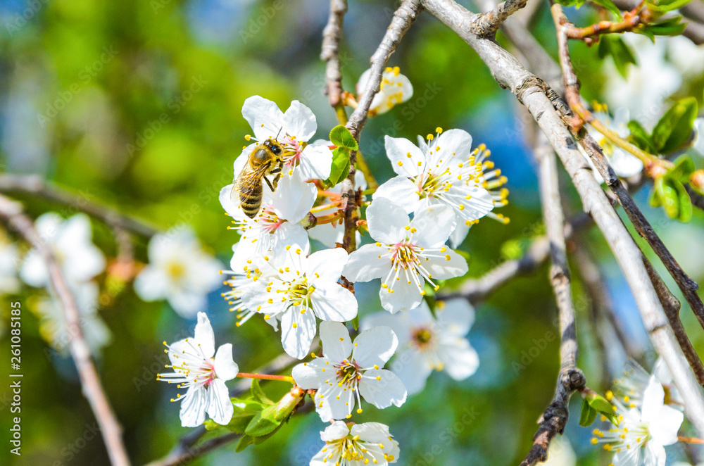 Fototapeta premium Bee on a spring flower collecting pollen and nectar