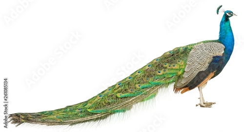 the Beautiful Peacock