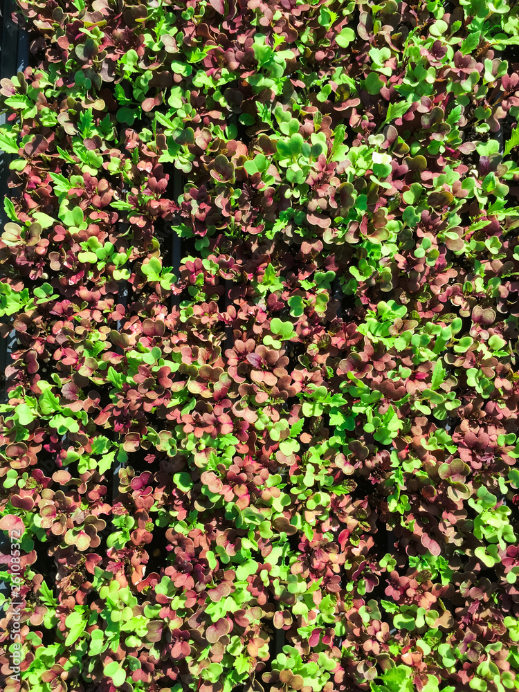 Looking down on red and green seedlings Looking down on red and green seedlings