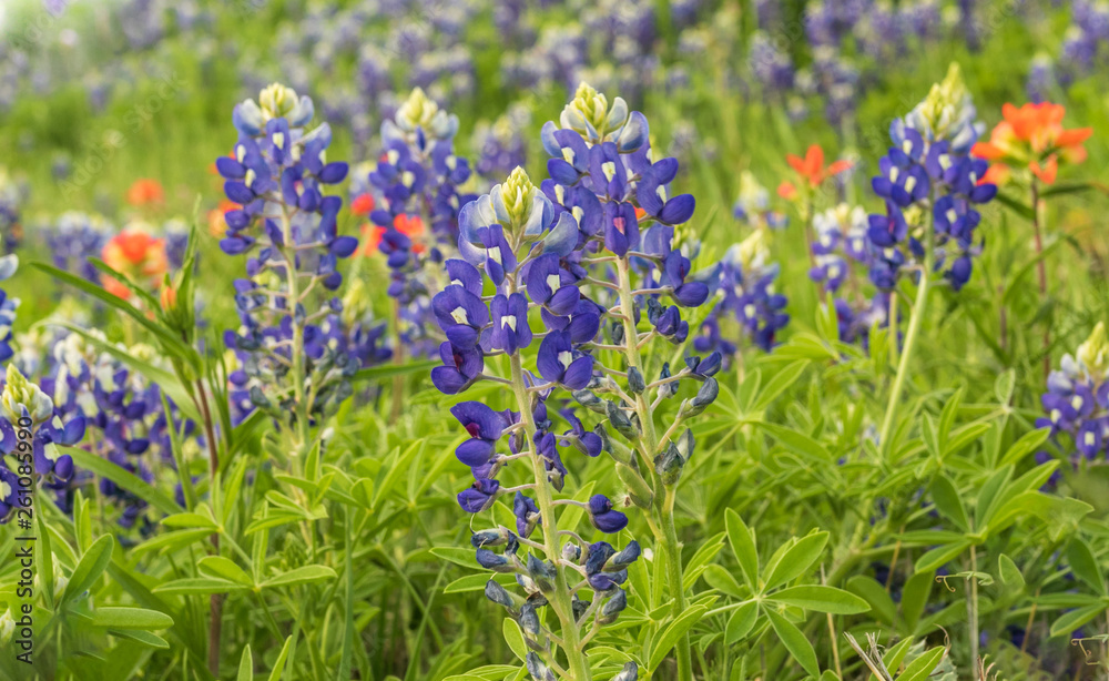 Obraz premium Texas Bluebonnets and Indian Paintbrush flowers 