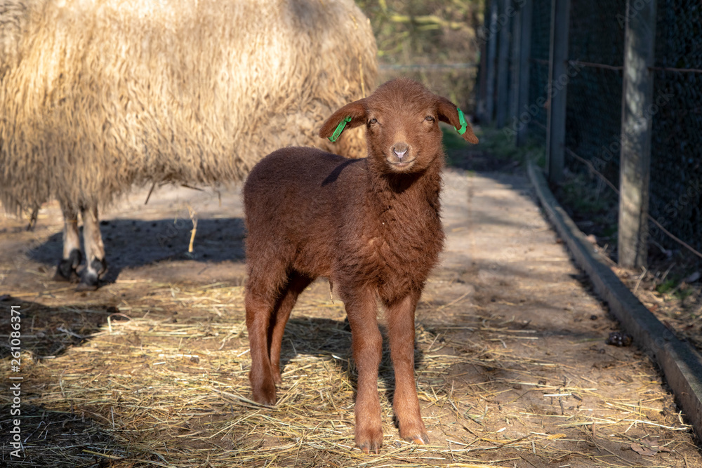 Cute little lamb with hanging ears looks very sweet at the camera, at a petting zoo. Cute little lamb with hanging ears looks very sweet at the camera, at a petting zoo.