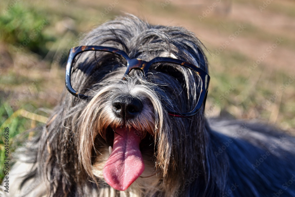 Tibetan Terrier