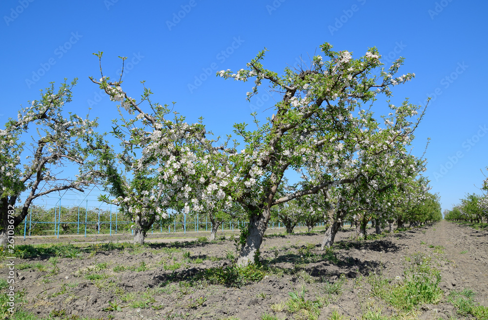 Blooming apple orchard. Adult trees bloom in the apple orchard. Fruit garden Blooming apple orchard. Adult trees bloom in the apple orchard. Fruit garden