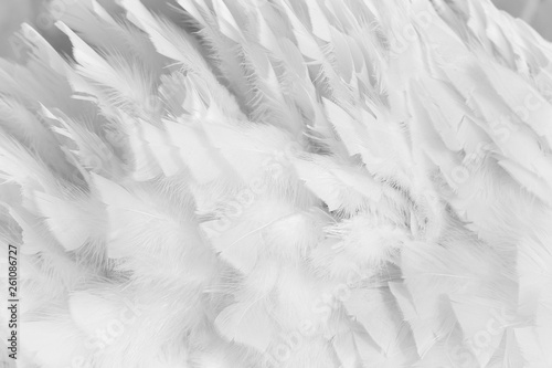 Texture of a white swan feathers