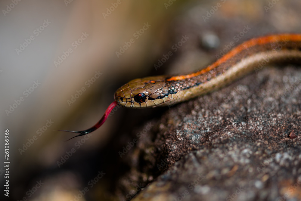 Garter Snake Garter Snake