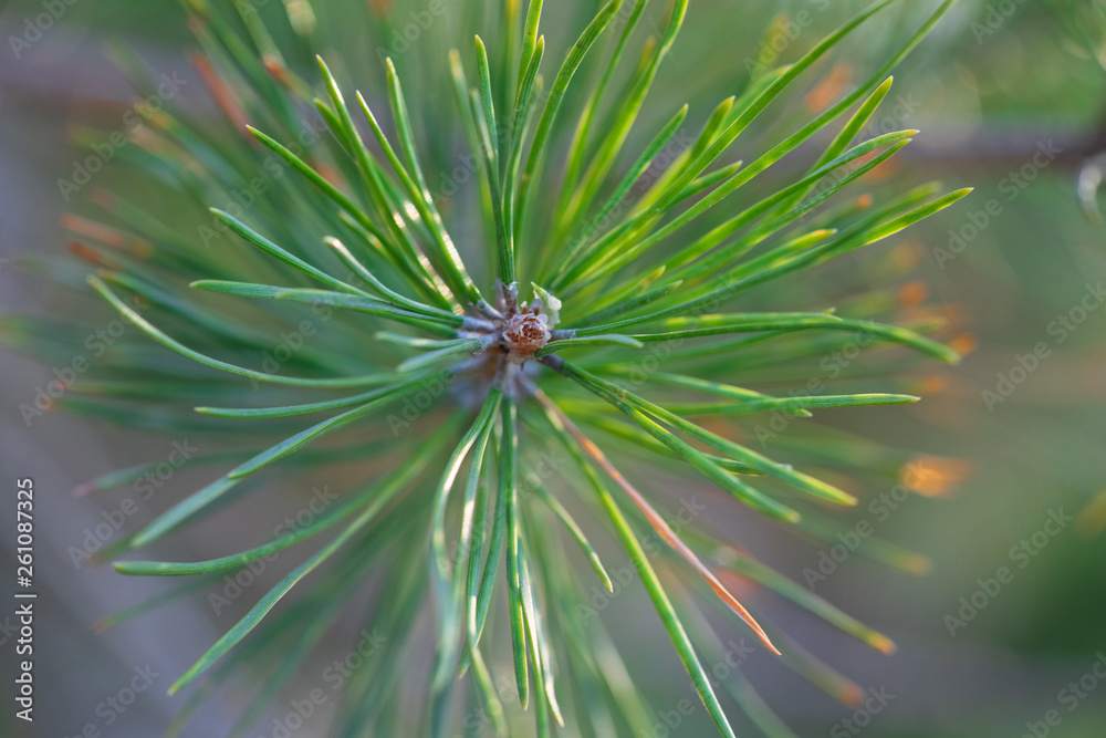 Fototapeta premium Green spruce branches in defocus on a sunny day in spring. Abstract spruce picture.