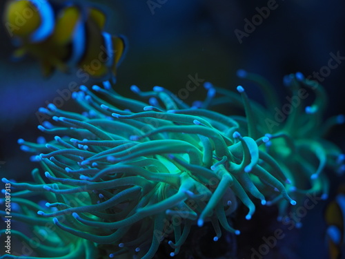 Euphyllia glabrescens Koralle Meerwasser © prempict