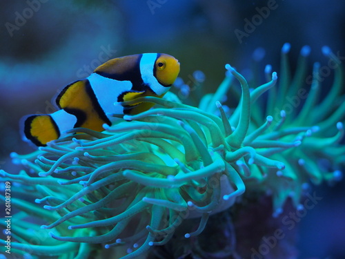 Euphyllia glabrescens Koralle Meerwasser Clownfisch