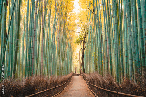 Japanese bamboo forest photo