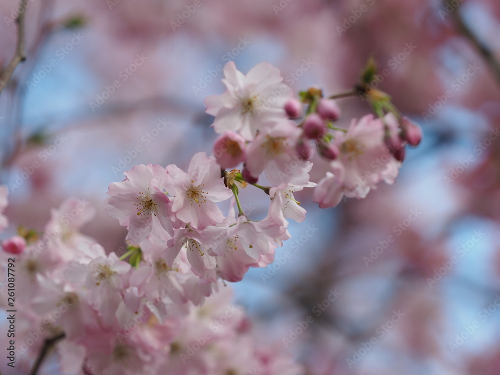 Kirschblüte Himmel Frühling Kirschblüte Himmel Frühling