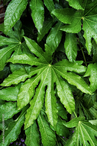 Fatsia japonica leaf after the rain photo