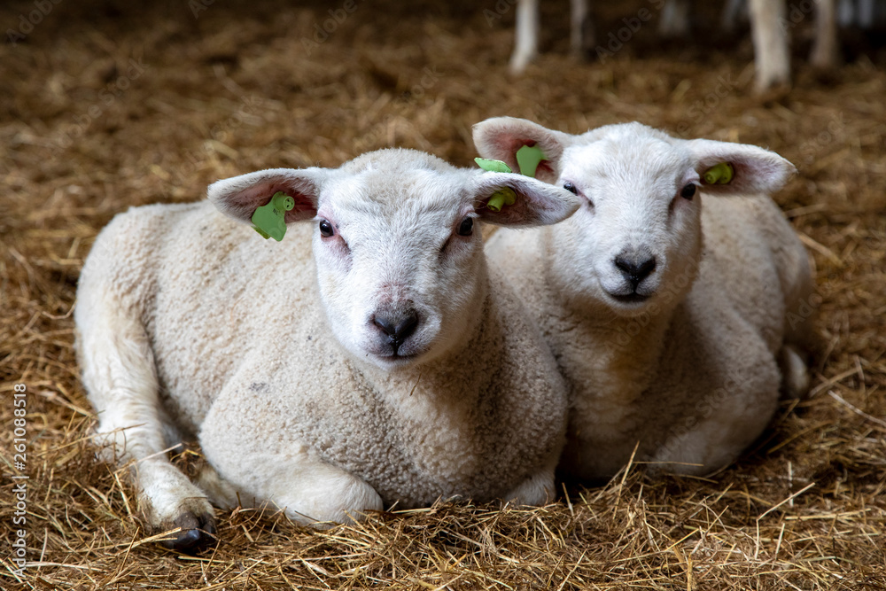 Two cute little lambs lie side by side on the straw in a stable. Two cute little lambs lie side by side on the straw in a stable.