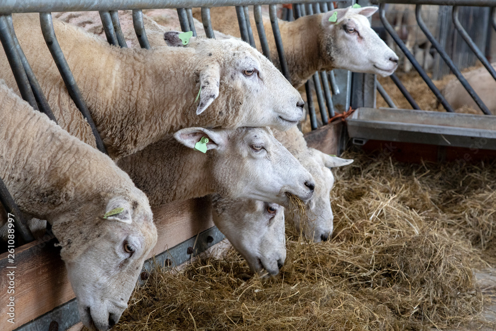 Row of white adult sheep in a stable cozy eating hay from a rack together. Row of white adult sheep in a stable cozy eating hay from a rack together.