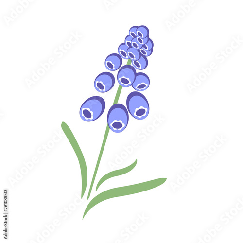 branch of light blue Muscari with leaves vector illustration