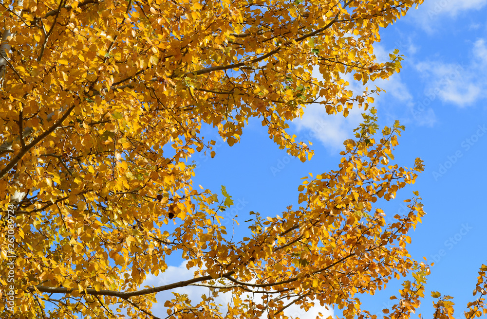 Collection of Beautiful Colorful Autumn Leaves Collection of Beautiful Colorful Autumn Leaves