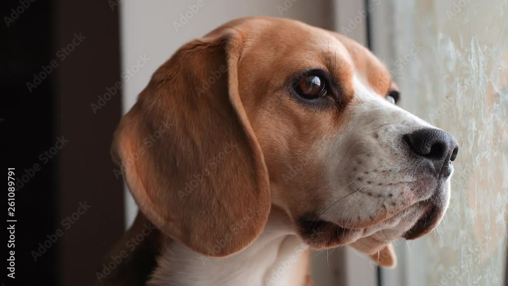 Cute red dog Beagle sitting at the window, looking out the window and waiting for the owner. Soft warm light, slow motion, close-up. 4K. Red Epic Cute red dog Beagle sitting at the window, looking out the window and waiting for the owner. Soft warm light, slow motion, close-up. 4K. Red Epic