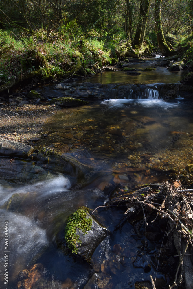Obraz premium A stream within East Wood Crackington Haven Cornwall