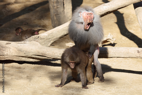 Mantelpavian / Hamadryas Baboon / Papio hamadryas. photo