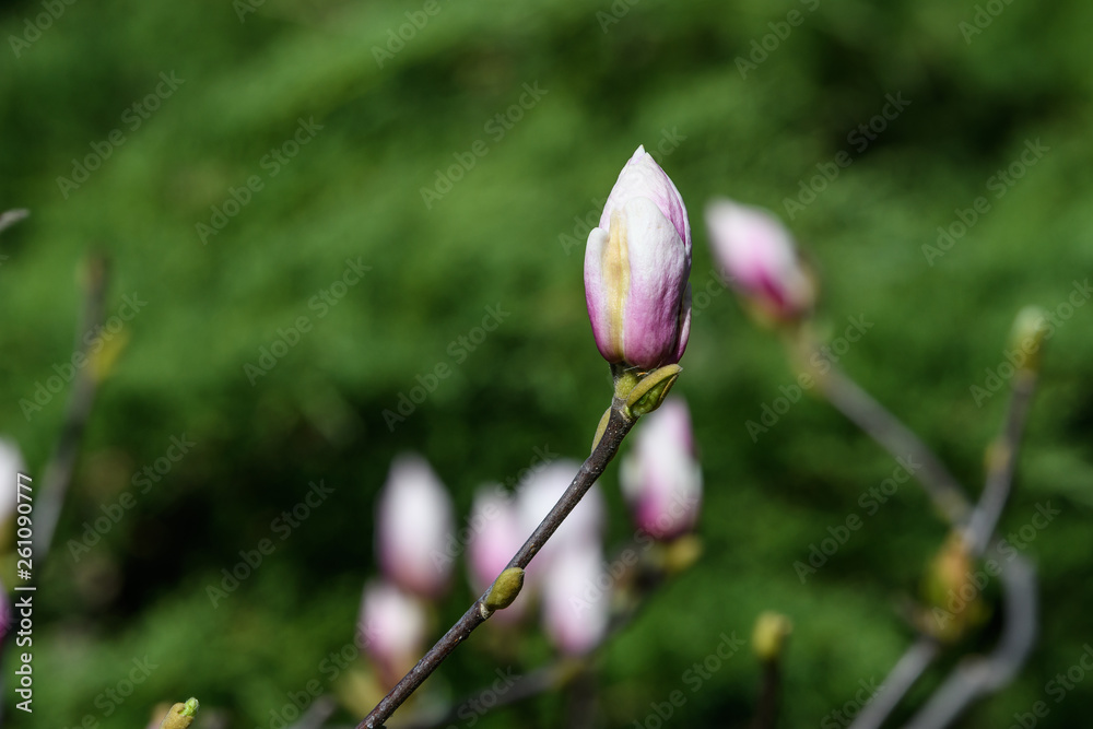 Close up of one bud of white magnolia flower in a garden in a sunny spring day, floral background Close up of one bud of white magnolia flower in a garden in a sunny spring day, floral background