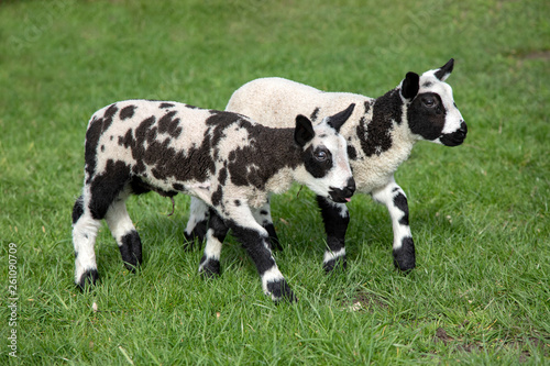 Two adorable spotted mottled lambs,  walking side by side in a green meadow.