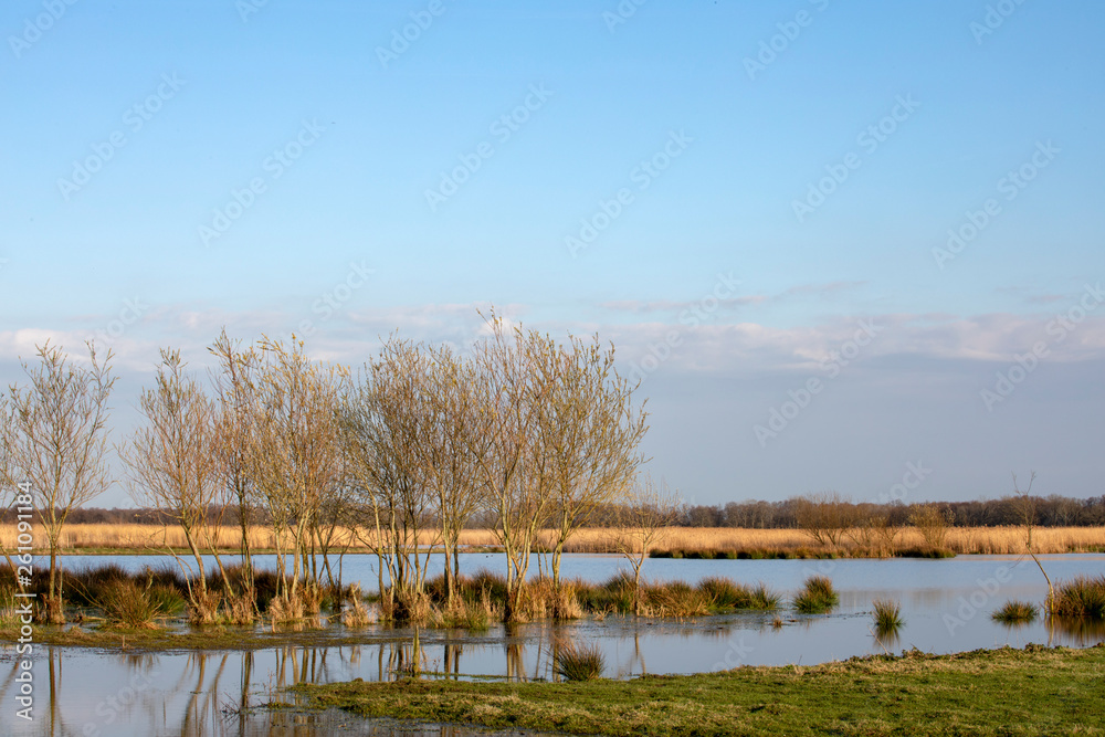 A line of trees in a wetland, aquatic plants at the Naardermeer in the Netherlands, Holland.