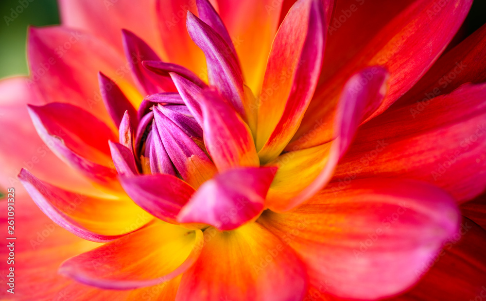 dahlia macro dahlia macro