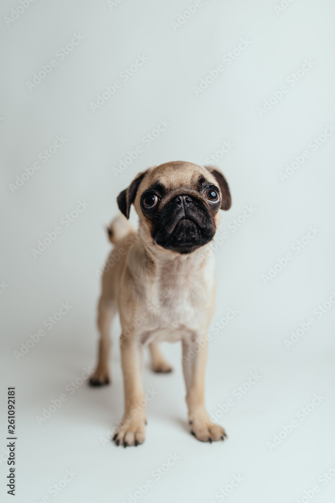 Pug on white background Pug on white background