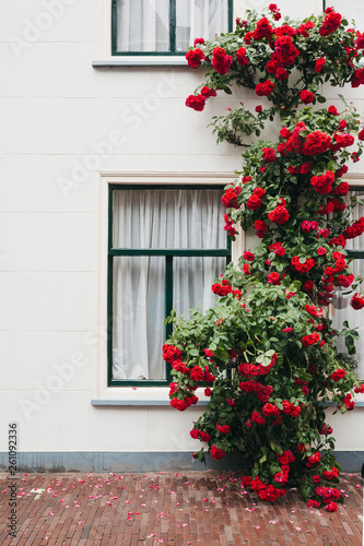 Red roses climbing against a white facade of a house