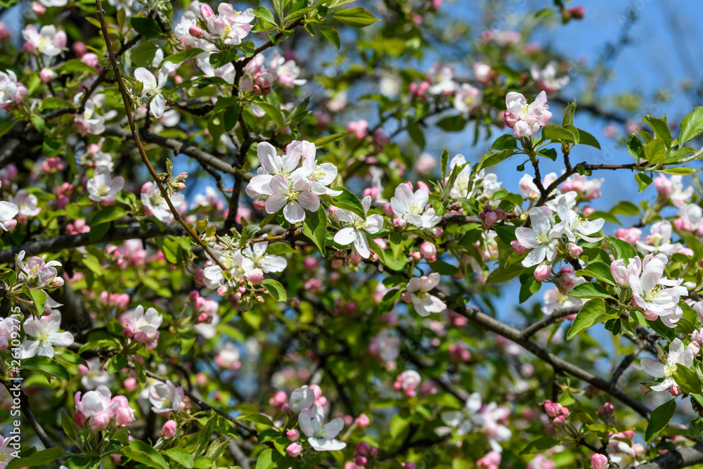 Close up of light pink white apple tree flowers in full bloom in a garden in a sunny spring day, floral background