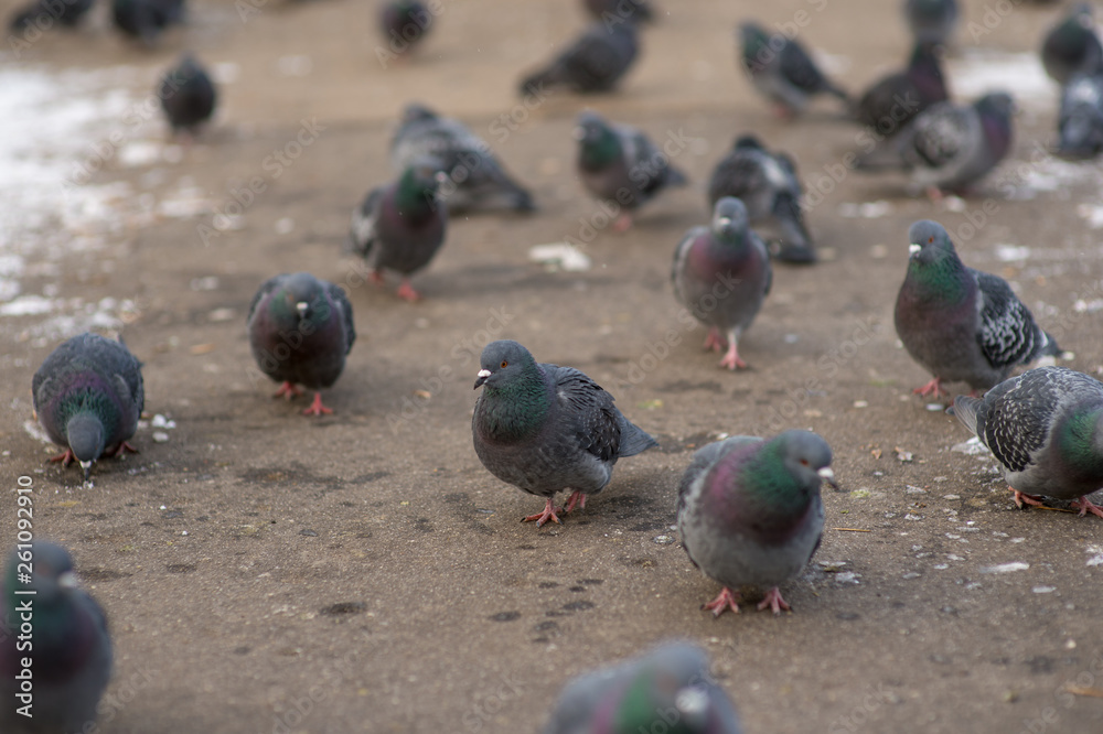 Fototapeta premium pigeons in the park