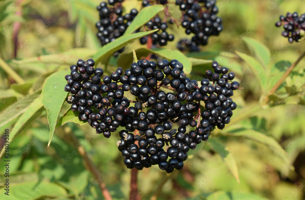 The elder berries The elder berries