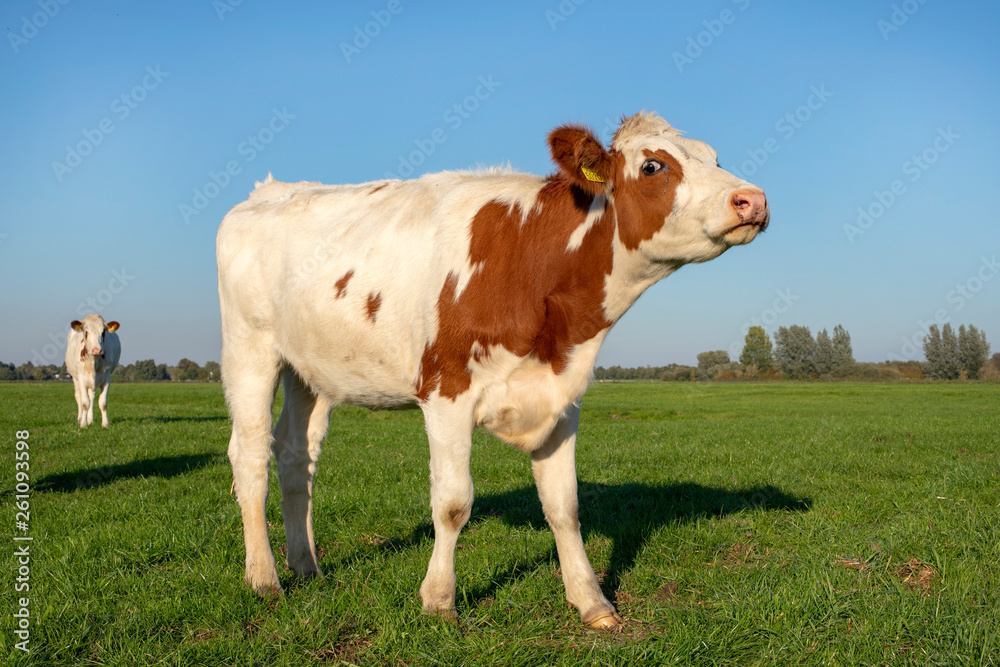 Young cow stands in the pasture and looks anxiously backwards with a tear-eyed eye.