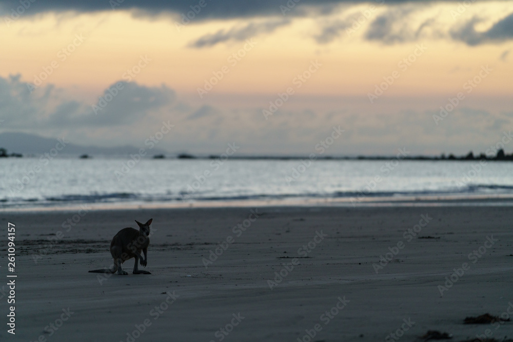 Kängurus bei Sonnenaufgang am Meer in Queensland Australien Kängurus bei Sonnenaufgang am Meer in Queensland Australien