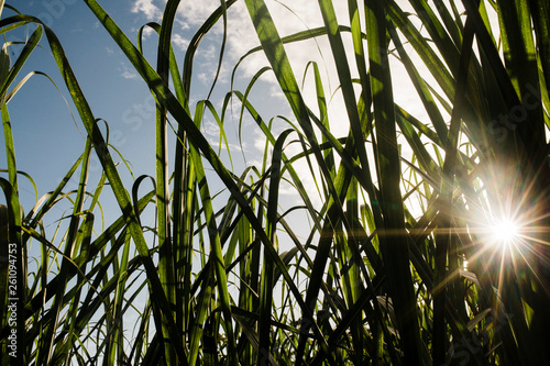 Sugar Cane