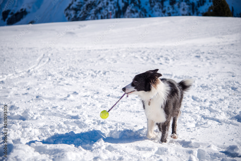 Obraz premium Dog playing in the snow with a tennis ball